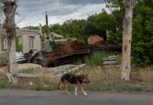 Война в Украине Вызывает Быстрые Изменения в Поведении Собак