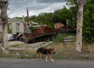Війна в Україні спричиняє швидкі зміни в поведінці собак