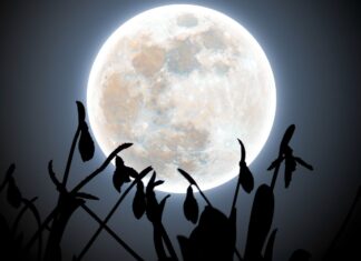 Лютневий Сніжний Місяць: Захоплюючий Погляд на Перехід Зими до Весни