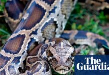 Van Python afgeleid molecuul toont belofte als nieuwe behandeling van obesitas