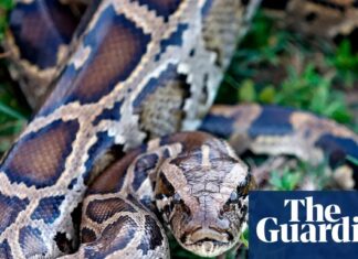 Молекула в крові пітона може прокласти шлях до нових ліків від ожиріння, кажуть вчені