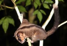 Стародавні Сумчасті Тварини Виявлено в Новій Гвінеї Після 6000 Років