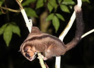 Стародавні Сумчасті Тварини Виявлено в Новій Гвінеї Після 6000 Років