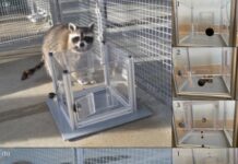 Єноти Вирішують Завдання Заради Задоволення, а Не Тільки Заради Єди, Стверджують Вчені