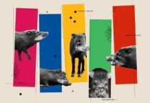 Особи Тварин: Ключ до Виживання Видів