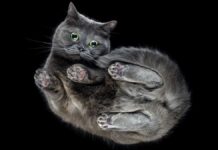 Як кішки завжди приземляються на лапи: нове розуміння гнучкості хребта