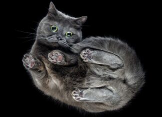 Як кішки завжди приземляються на лапи: нове розуміння гнучкості хребта