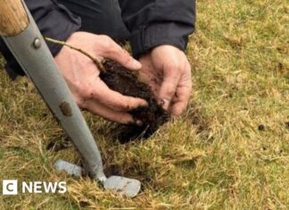 Розширення Дощового Лісу на Торрі: Посаджено 800 Нових Дерев 🌳