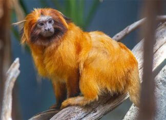 Повернення Видів: Уроки Збереження Бразильських Тамаринів