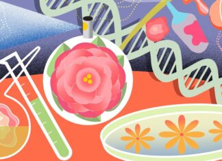 Збереження ароматів: як рослини, що зникають, підштовхують до гонки за втраченими запахами