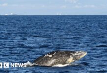 Трагічний фінал «Вілапа Віллі»: молода сіра китова померла після міграції вглиб материка