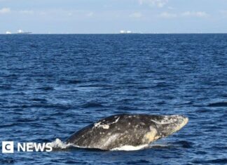 Трагічний фінал «Вілапа Віллі»: молода сіра китова померла після міграції вглиб материка
