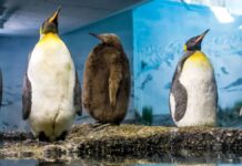 Zoopingguins ujawniają nieoczekiwane prawdy o starzeniu się i stylu życia