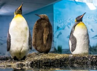 Зоопінгвіни розкривають несподівану правду про старіння та спосіб життя