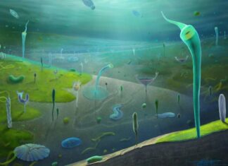 Нові Палеонтологічні Знахідки Ставлять Під Питання Хронологію Еволюції Складних Тварин