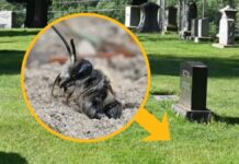 Прихований мегаполіс: 5,5 мільйонів бджіл процвітають під цвинтарем у Нью-Йорку