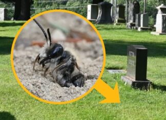 Прихований мегаполіс: 5,5 мільйонів бджіл процвітають під цвинтарем у Нью-Йорку