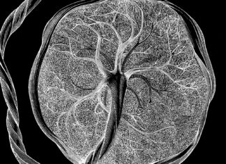 Карта незвіданого: вчені виявили загадковий тип клітин, необхідний вагітності