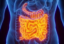 Подвійний охоронець кишечника: як білок інтелектин-2 захищає організм від інфекцій