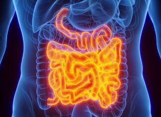 Подвійний охоронець кишечника: як білок інтелектин-2 захищає організм від інфекцій