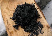 Дослідження показує, що неандертальці використовували стародавній Глуп як антибактеріальний засіб