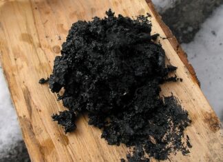 Дослідження показує, що неандертальці використовували стародавній Глуп як антибактеріальний засіб