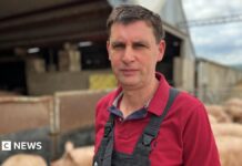 Scotland’s Pig Farmers Are Bleeding Out. £2m Won’t Stop The Bleed.