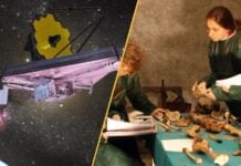 Заголовки науки: Космические аномалии, китайские суперлеса и яд Медичи