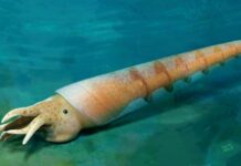 Premier fossile à siphon découvert découvert : Eoceras shaanxiene au début du Cambrien