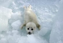 L’effondrement économique de la chasse commerciale au phoque dans l’Arctique et au-delà