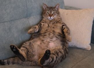 L’héritage tragique de Himmy : pourquoi Guinness met fin au record du chat le plus gros