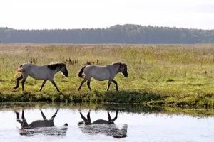 Літній сонцеворот у Латвії: чому цей секрет Балтії, як і раніше, працює